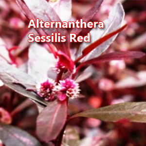 Alternanthera sessilis Red